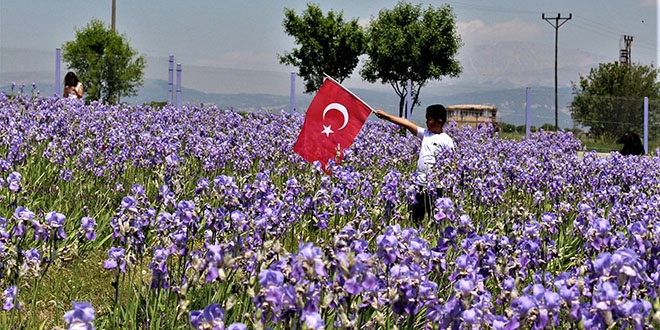 Zambak tarlaları turistlerin ilgi odağı oldu