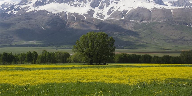 Dn iekleri Ovack' sarya boyad