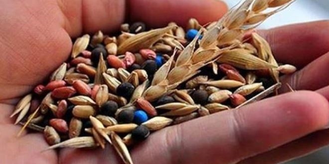 Tescilli yerli buğday çeşitleri verimi artıracak