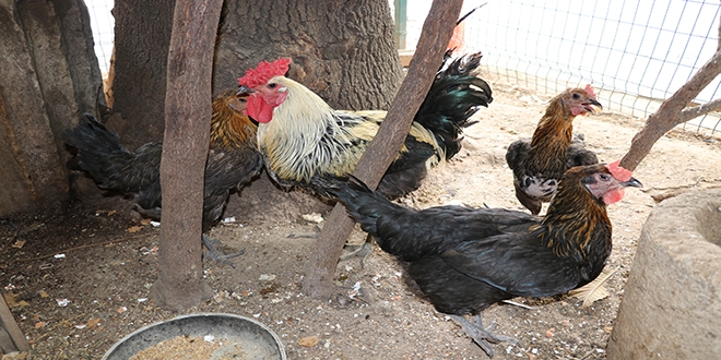 Denizli'de horoz gibi ten tavuk ilgi oda oldu
