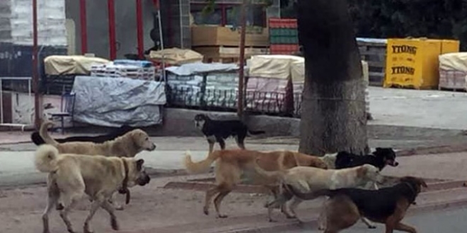 Sokak köpeklerini kırsala taşıdılar