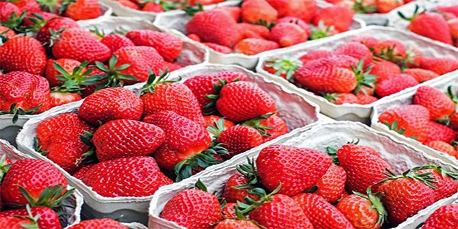 Rusya, 20 ton çilek ve kayısıyı geri çevirdi
