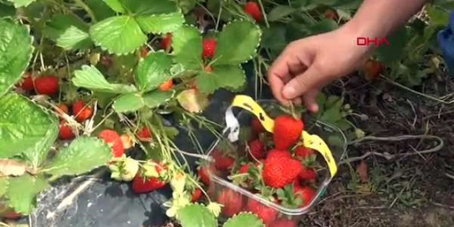 Satn aldklar ilekleri kendi elleriyle topluyorlar