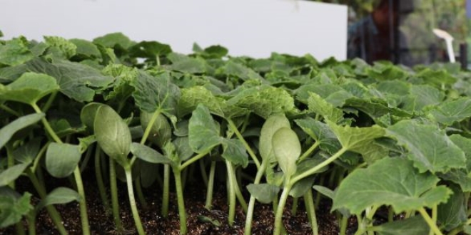 Yksek fiyatlar vatanda sebze retimine yneltiyor