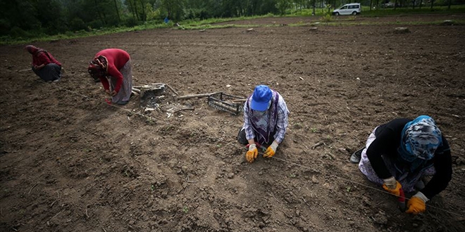 Kyl kadnlardan bilime imece usul 'destek'