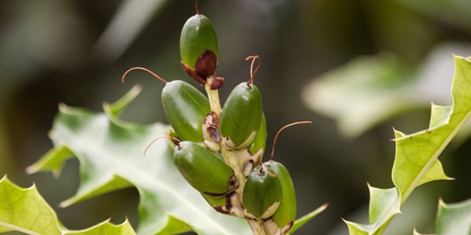 Bu bitkilerde kanser kart etken maddeler bulundu