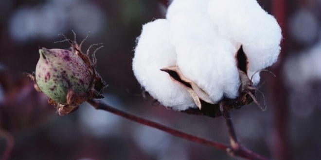 Trkiye'de pamuk ekim alanlar daralyor