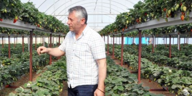 Kendi serasını kurdu, yılda 14 ton çilek üretiyor
