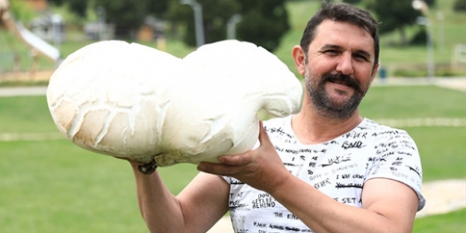 Denizli'de 7 kilo 125 gramlık dev mantar bulundu