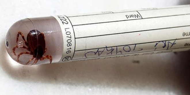 Profesr'den kene uyars! Sakn keneyi kusturmayn