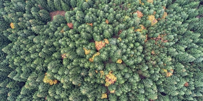 Tarihe yön veren ağaç; Kazdağı köknarı