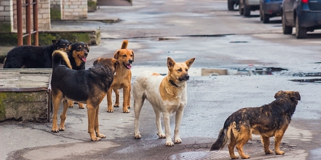 Başıboş köpeklerin öldürdüğü İranlı için Belediye'ye tazminat