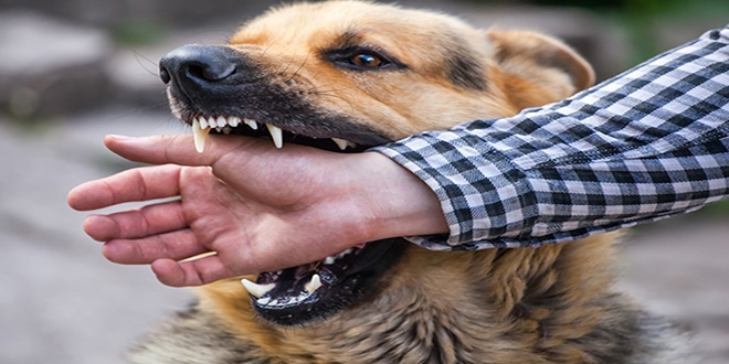 Şanlıurfa'da köpeklerin saldırdığı öğretmen yaralandı