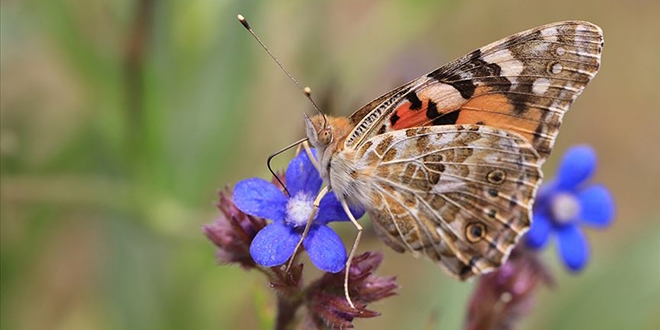 'Boyal gzeller'in Trkiye'deki g rotalar belirlendi