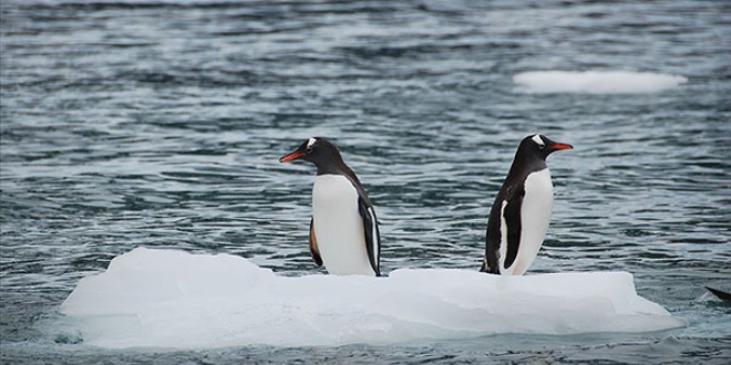 Ekolojik dengenin bozulmas felaketleri beraberinde getiriyor