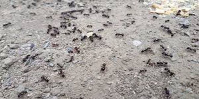 Karncalarn yiyecek tela deprem mi olacak endiesi yaratt