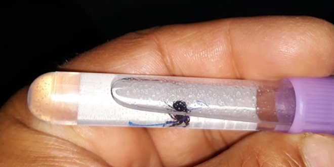 Kenenin srd ocuk tedavi altna alnd