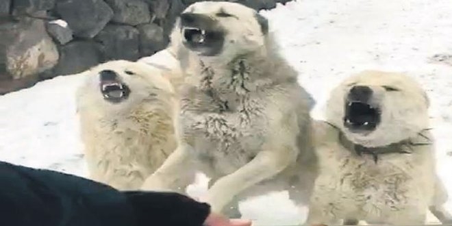Köpekten kurtulmanın en iyi yolu kaçmamak!