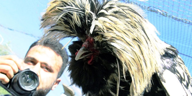 Hayvan sevgisi YouTuber yapt