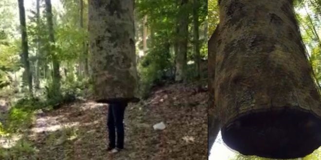 Havada duran ağaç görenleri şaşkına çeviriyor