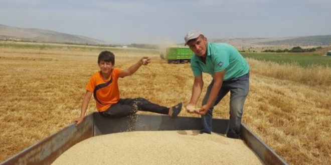 Arpa ve buğdayda yüksek rekolte çiftçiyi sevindirdi
