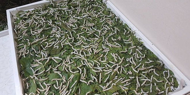 İpek böceği yetiştiriciliği yaygınlaşıyor