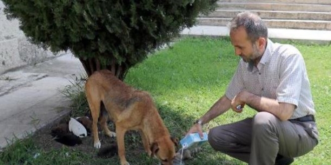 Köpek ve 7 yavrusuna imam sahip çıktı