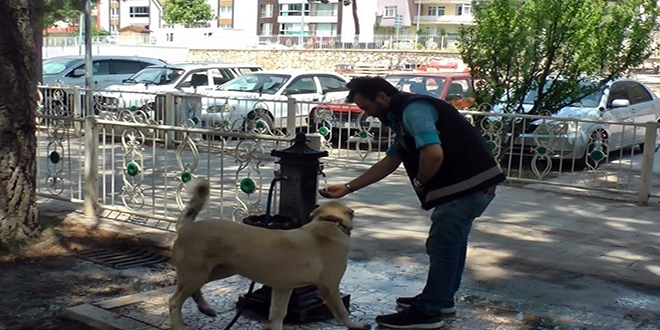 Sıcaktan bunalan köpeğe polis şefkati