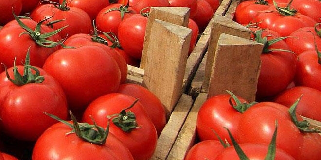 Rusya'ya domates ihracatndaki art yz gldryor