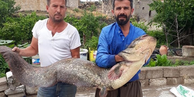 Kızılırmak'ta tam 2 metre boyunda yayın balığı tuttular