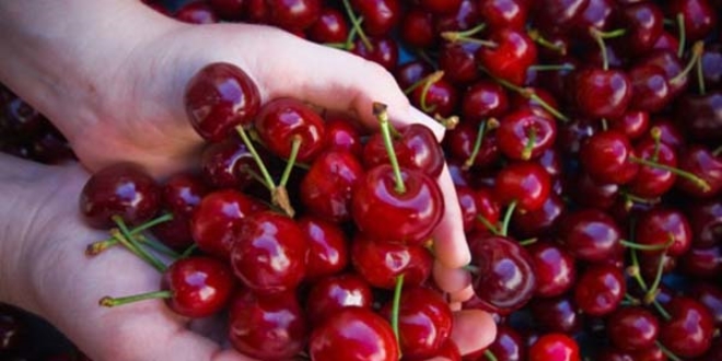 Dalbastı kirazının fiyatı üreticisini sevindirdi