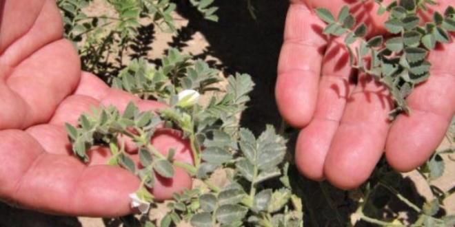 Zirai ila karaborsaya dt