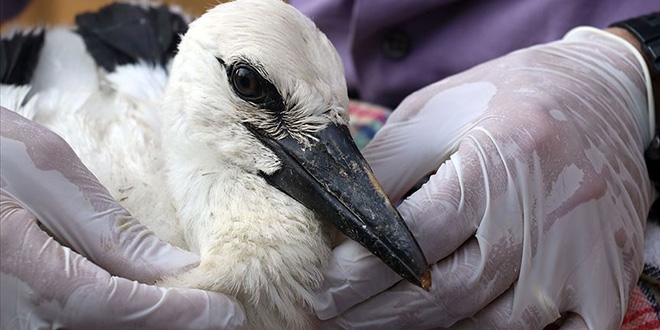 '100 leylekten 6's ip ya da poetler yznden lyor'