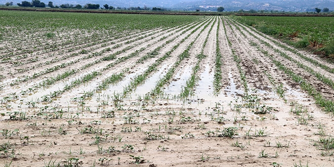 Aydn'da dolu ve saanak, ekili alanlara zarar verdi