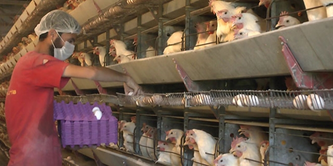 Klasik mzik dinlettii tavuklarda verim artt