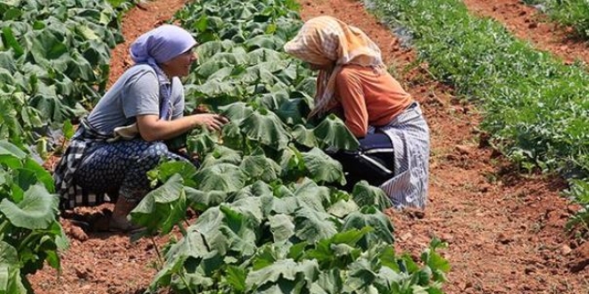30 yl nce 'uyutulan' tohumlar toprakla bulutu