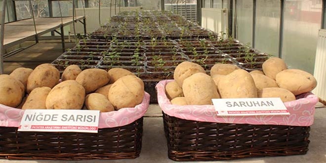 Niğde'de yüksek verimli 2 patates çeşidi geliştirildi