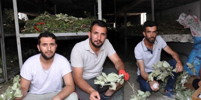 Atanamayınca bu işe girdiler, aylık kazançları 20 bin TL