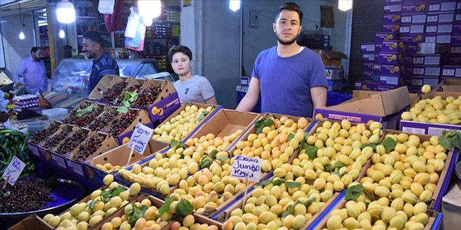 Malatya kayısısı tezgahlara indi