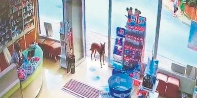 Yaral kpek eczaneye girip yardm istedi