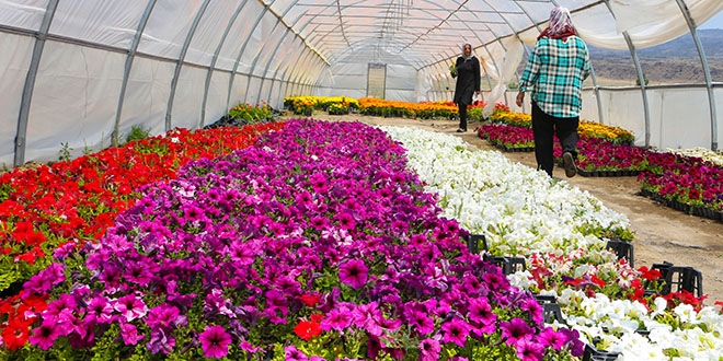 Idr'da yetitirilen iekler Klliye'yi ssleyecek