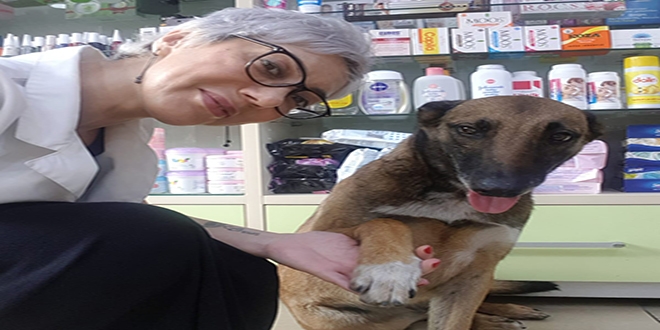 Yaralı köpek patisini kaldırarak eczacıdan adeta yardım istedi