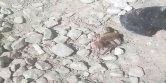 Yüksekova'da sarıkız örümceği görüldü