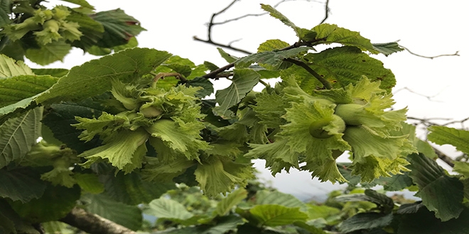 Fndk ihracatlar gelecek sezon rekor bekliyor
