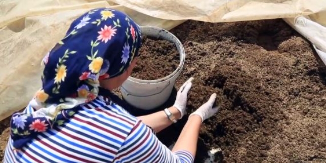 Solucan gübresi kadın girişimcinin geçim kapısı oldu