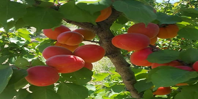 'Kaysnn genetii deitirildi' iddialarna cevap