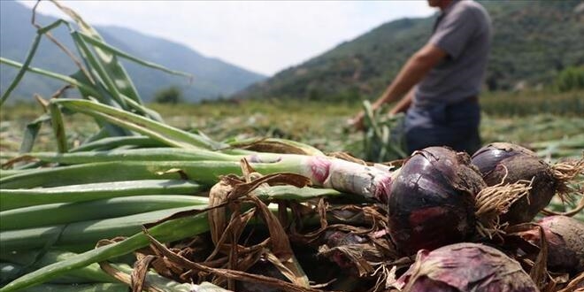 Erdek'te üretiliyor! Orta Doğu'dan talep yağıyor