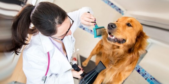 Veterinerlerden 'köpek besleyenler kayıt altına alınsın' talebi