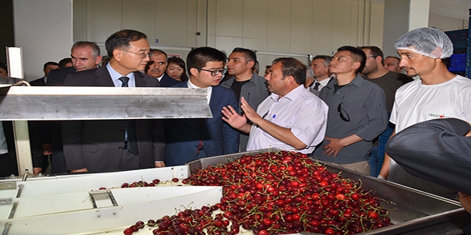 Türkiye'den Çin'e yılın ilk kirazı gönderildi