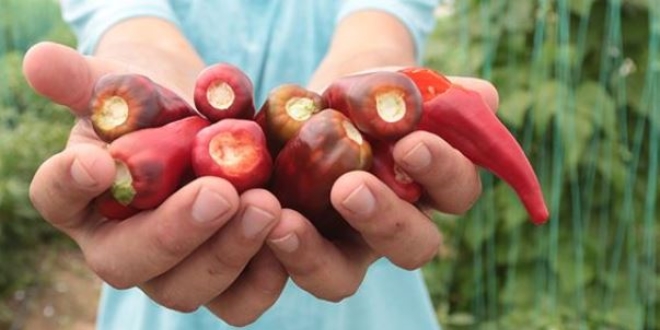 Aflatoksinden arndrlm biber tohumu gelitirdi